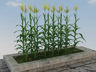 Fresh Corn Plants Growing in Stone Container with Green Leaves and Yellow Tassels 3d model