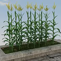 Fresh Corn Plants Growing in Stone Container with Green Leaves and Yellow Tassels