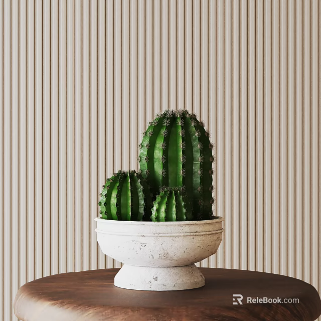 Three Green Cactus Succulents in White Ceramic Pot on Brown Wooden Table with Striped Wall 3d model 