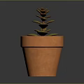 Succulent Plant With Green And Brown Leaves In Orange Terracotta Pot On Dark Background
