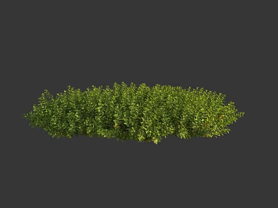 Lush Green Flowering Shrubs With Dense Foliage And Vibrant Fresh Leaves 3d model