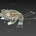 Realistic 3D Frog Model With Brown And Yellow Patterns And Large Eyes On Black Background