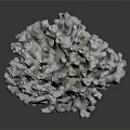 Marine Aquatic Animal White Coral Polyp Structure with Gray Background and Label