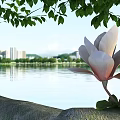 Beautiful Pink White Magnolia Flowers With Fresh Green Leaves By Calm Lake Cityscape Distant Mountains