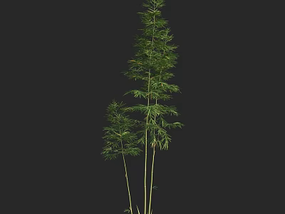 Tall and Short Bamboo Stalks With Lush Green Leaves on Black 3d model