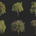 Various Arbor Tree Varieties With Diverse Foliage Shapes And Pink Flowers