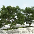 Two Green Leafy Arbor Trees With Brown Trunks On Concrete Platform 3d model