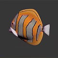 Colorful Butterflyfish with Orange Gray Body and Black Stripes on Dark Background with Reflection
