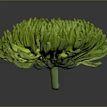 Vibrant Green Chrysanthemum Flower With Lush Petals And Unique Bloom