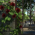 Dark Red Roses In Vase With Green Vines By Stone Wall Wrought Iron Gate Balcony