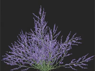 Stunning Purple Lavender Bouquet with Fresh Blooming Flowers on Black Background 3d model