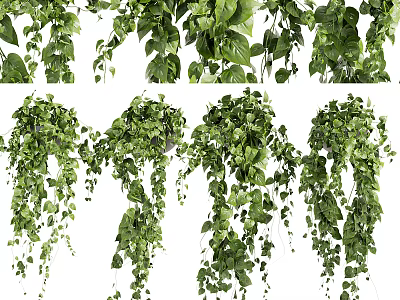 Lush Green Hanging Basket Plants With Trailing Vines And Foliage For Home Decor 3d model