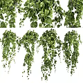 Lush Green Hanging Basket Plants With Trailing Vines And Foliage For Home Decor