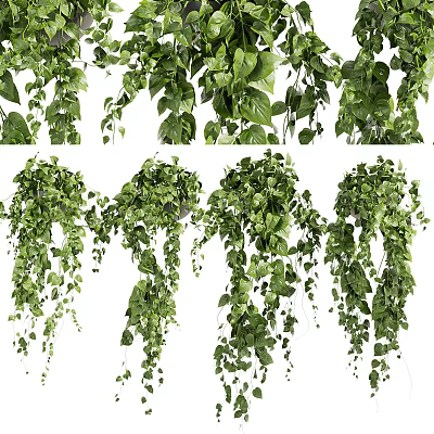 Lush Green Hanging Basket Plants With Trailing Vines And Foliage For Home Decor 3d model