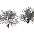 Two Beautiful Arbor Trees With Pink Blossoms Against White Background