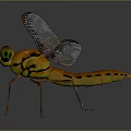 Orange Dragonfly with Transparent Veined Wings and Reflection on Gray Background 3d model