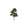 Ornamental Tree Planter With Neatly Pruned Rounded Canopy And Lush Foliage