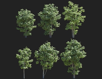 Landscape Garden Trees Fluffy Ash Melilotus Ash Pole Clustered Solitary Tree Planting Outdoor Green Planting Park Group Scene 3d model