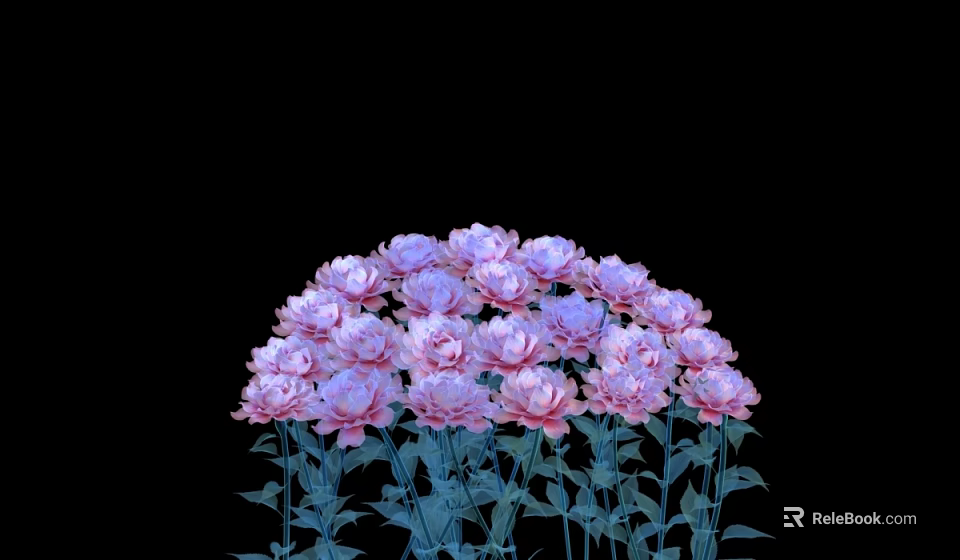 Blooming Pink and Purple Peony Flowers with Green Stems and Leaves on Black Background 3d model 