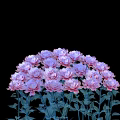 Blooming Pink and Purple Peony Flowers with Green Stems and Leaves on Black Background
