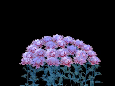 Blooming Pink and Purple Peony Flowers with Green Stems and Leaves on Black Background 3d model