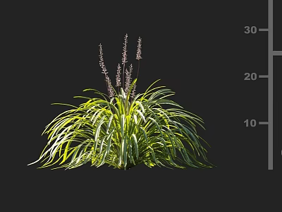 Yellow Green Ornamental Grass With Slender Leaves And Purple Flower Spikes For Garden Decoration 3d model