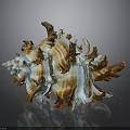 Brown And White Spiked Conch Shell With Shiny Texture On Dark Background
