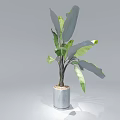 Potted Plant with Large Green Leaves in Grey Cylindrical Pot for Indoor Decor