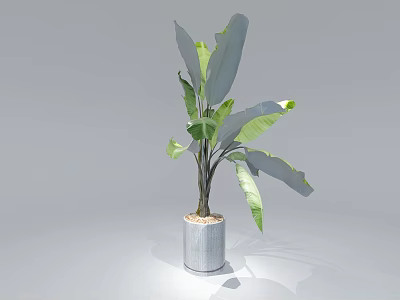Potted Plant with Large Green Leaves in Grey Cylindrical Pot for Indoor Decor 3d model