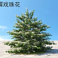 Beautiful Flowering Shrub with White Blossoms and Green Leaves Under Blue Sky