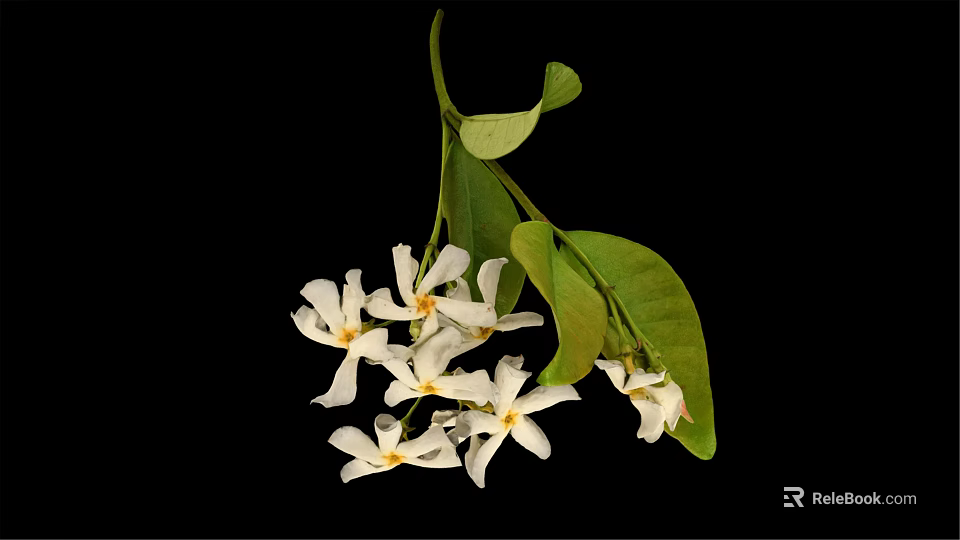 Plant With White Cluster Flowers And Green Leaves On Black Background 3d model 