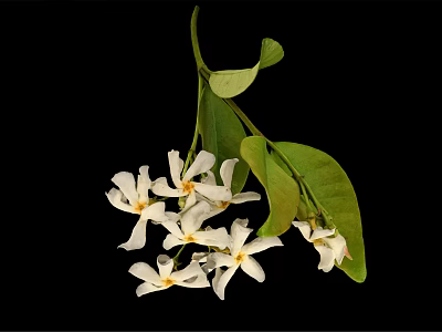 Plant With White Cluster Flowers And Green Leaves On Black Background 3d model