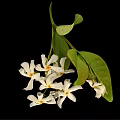 Plant With White Cluster Flowers And Green Leaves On Black Background