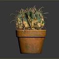 Green and Yellow Cactus Plant in Orange Clay Pot with Sharp Thorns