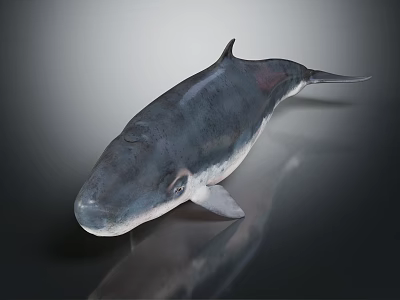 Blue Gray Whale Sculpture With Smooth Surface On Dark Reflective Background 3d model