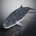 Blue Gray Whale Sculpture With Smooth Surface On Dark Reflective Background 3d model