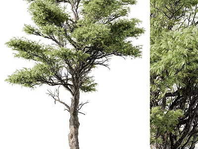 Lush Green Arbor With Thick Trunk And Dense Foliage In Natural Environment 3d model