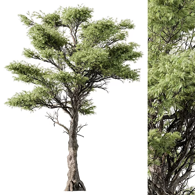 Modern Tree Landscape Tree Trees 3d model Modern Tree Landscape Tree Trees 3d model