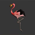 Pink Flamingo Spreading Black Wings as a Flying Bird with Graceful Posture