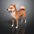 Brown Shiba Inu Standing With Curled Tail On Dark Reflective Surface