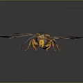 Detailed View Of Wasp With Spread Wings And Yellow Black Stripes On Dark Background
