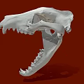 White Animal Skull Model Medical Device for Anatomical Education and Research
