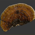 Ganoderma Mushroom Featuring Vibrant Orange Brown Color Fan Shaped Structure And Detailed Surface Texture