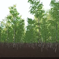 Aerial View Of Green Forest With Neatly Arranged Trees And Brown Ground