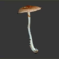 Fresh Edible Mushroom With Orange Cap And White Stem On Dark Surface