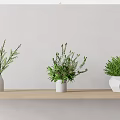 Three White Vases With Green Plants On Light Wooden Shelf Against Light Wall