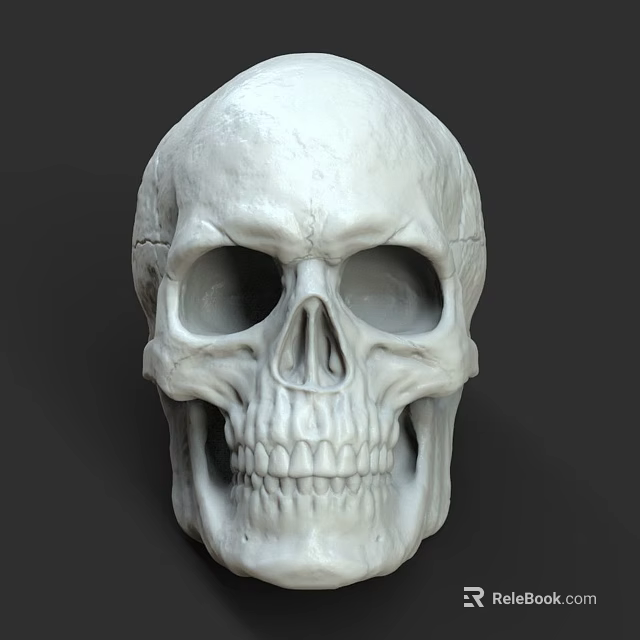 3D Anatomical Medical Device Detailed Human Skull Model For Educational Training 3d model 
