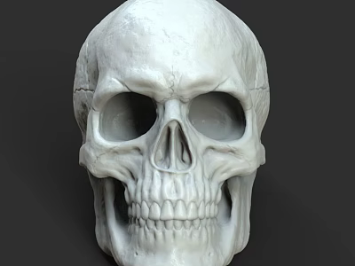 3D Anatomical Medical Device Detailed Human Skull Model For Educational Training 3d model