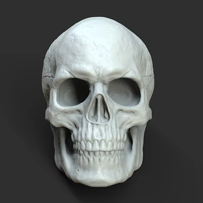 Modern Skull Human Skull Bone 3d model