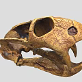 Prehistoric Animal Skull Fossilized Remains With Large Teeth And Skeleton Structure